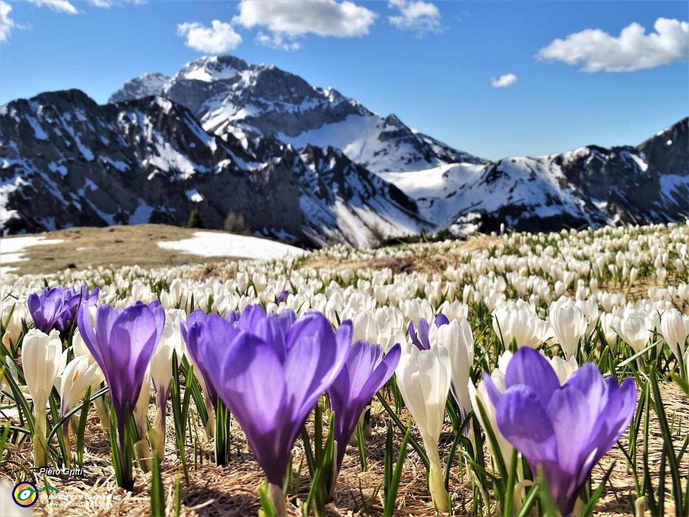 28 Crocus vernus bianchi e violetti con Arera.JPG